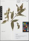Foto von Salix fragilis L.
